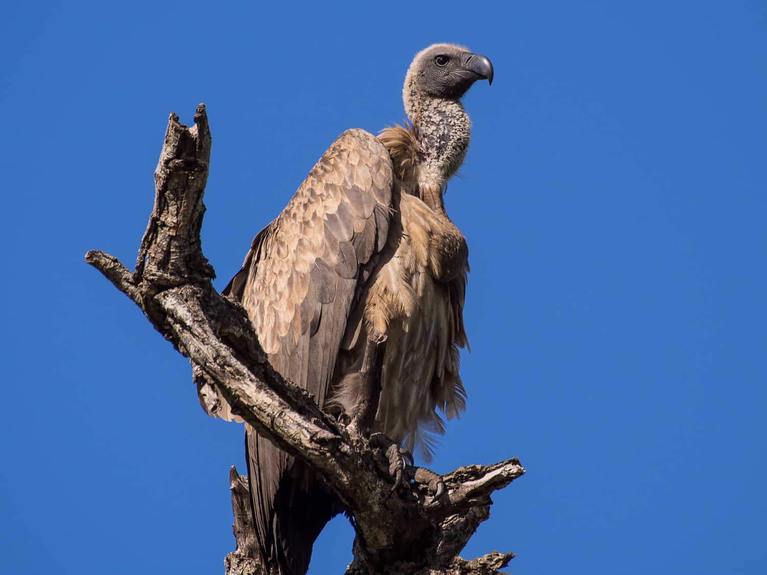 Vulture in Kruger National Park