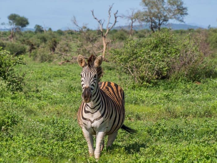 Zebra on a Kruger self-drive safari in South Africa
