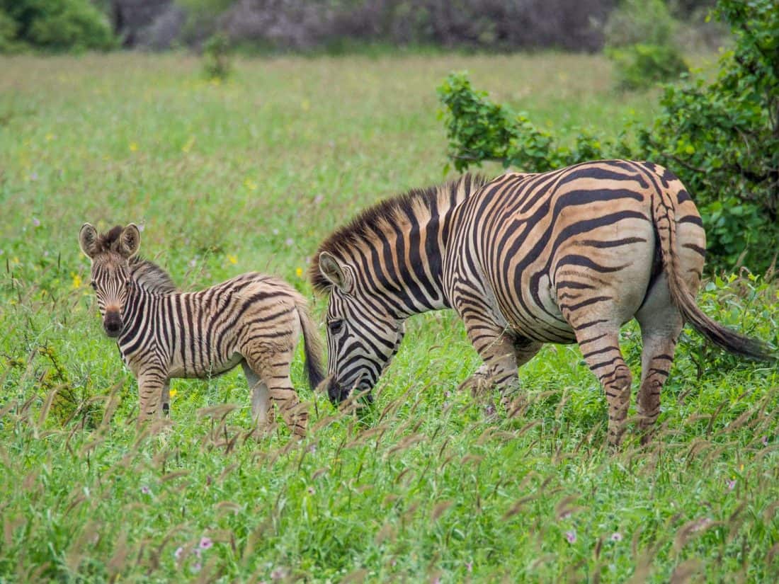 Kruger National Park self-drive costs - Zebras on a self-drive safari