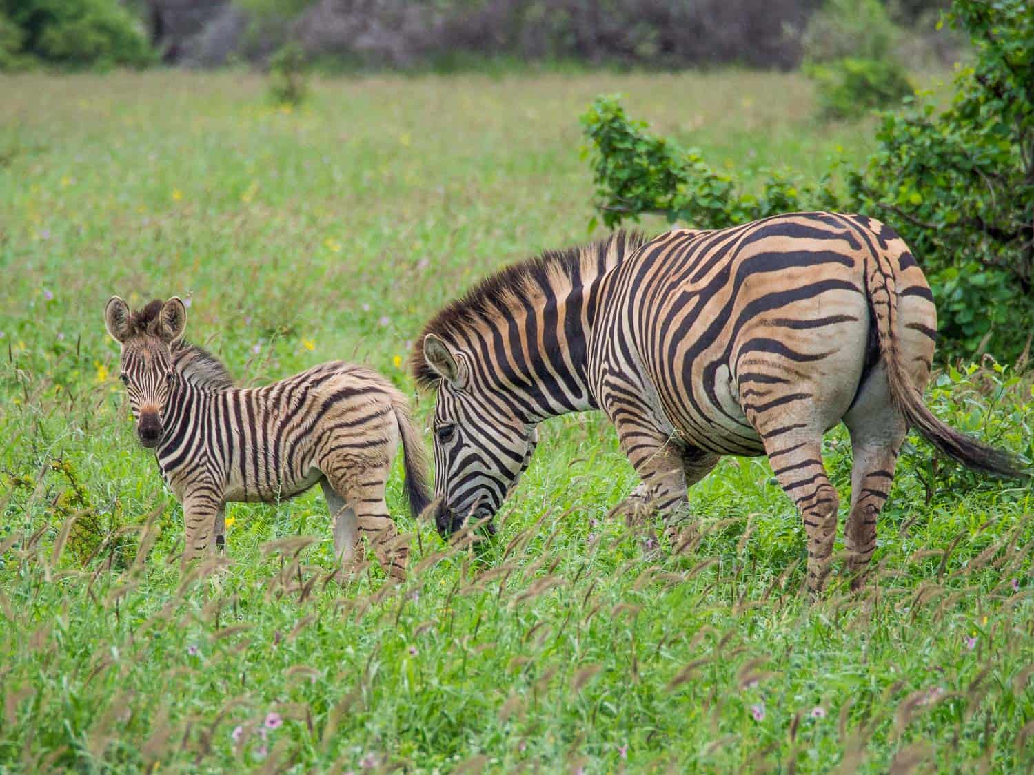 Kruger National Park self-drive costs - Zebras on a self-drive safari