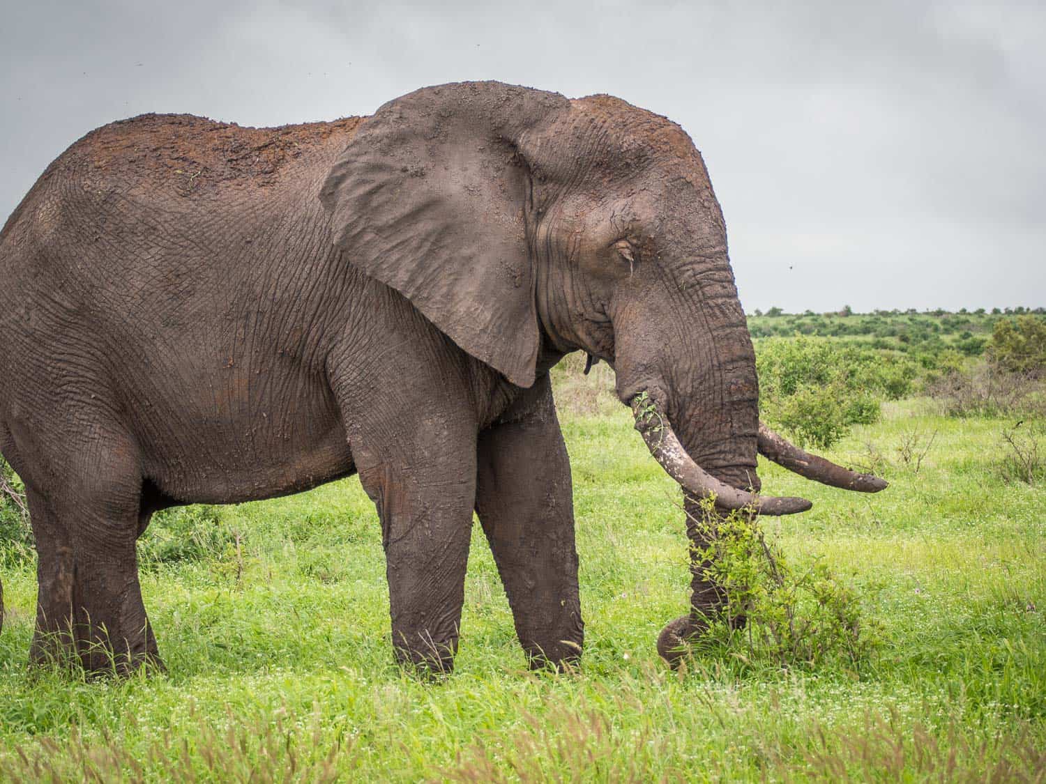 Elephant on the way to Olifants on a Kruger self-drive safari