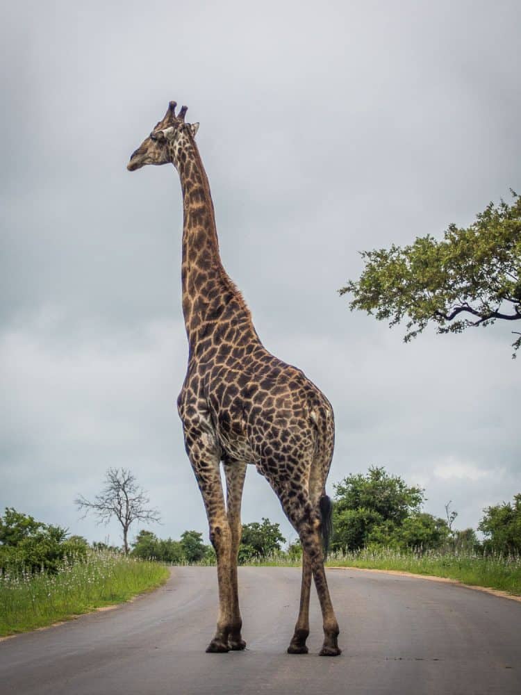 Giraffe in the road on a Kruger self-drive safari