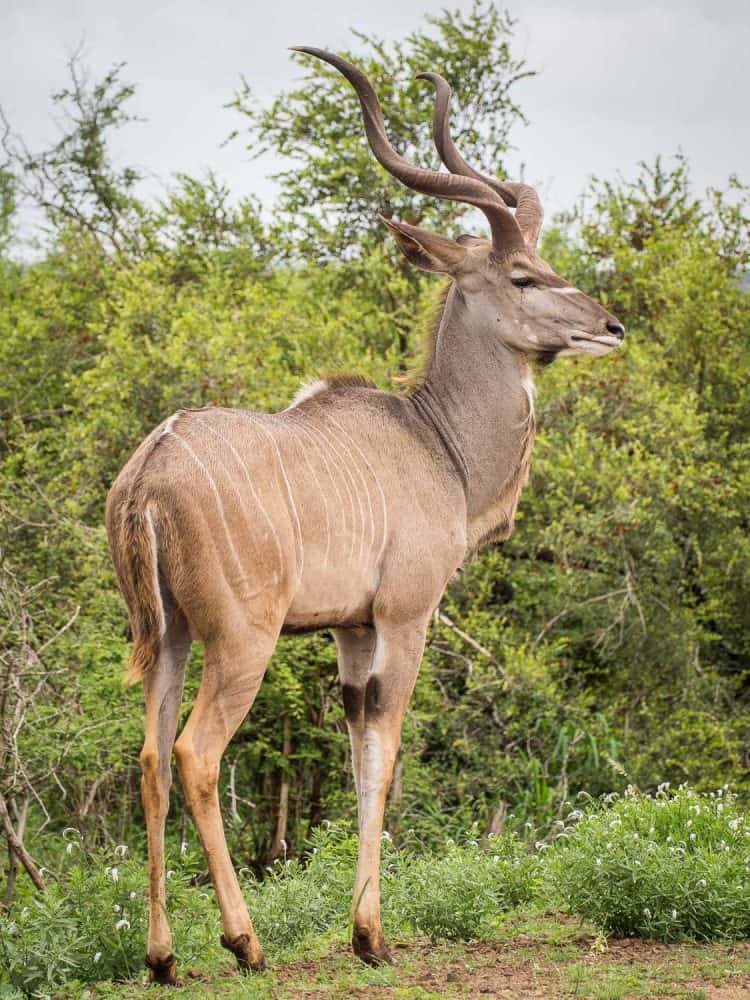 Kudu in Kruger National Park