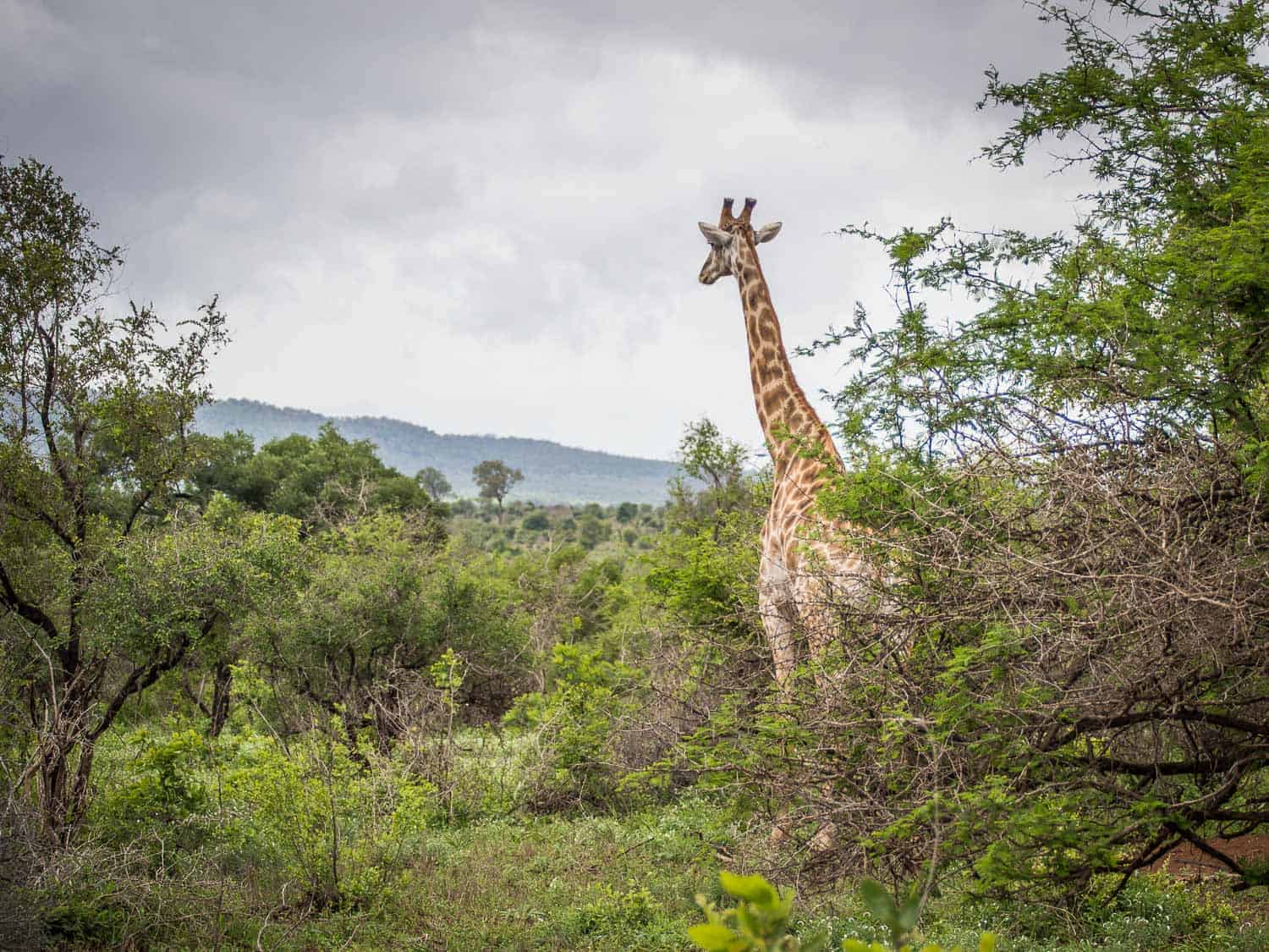 Giraffe in Kruger National Park