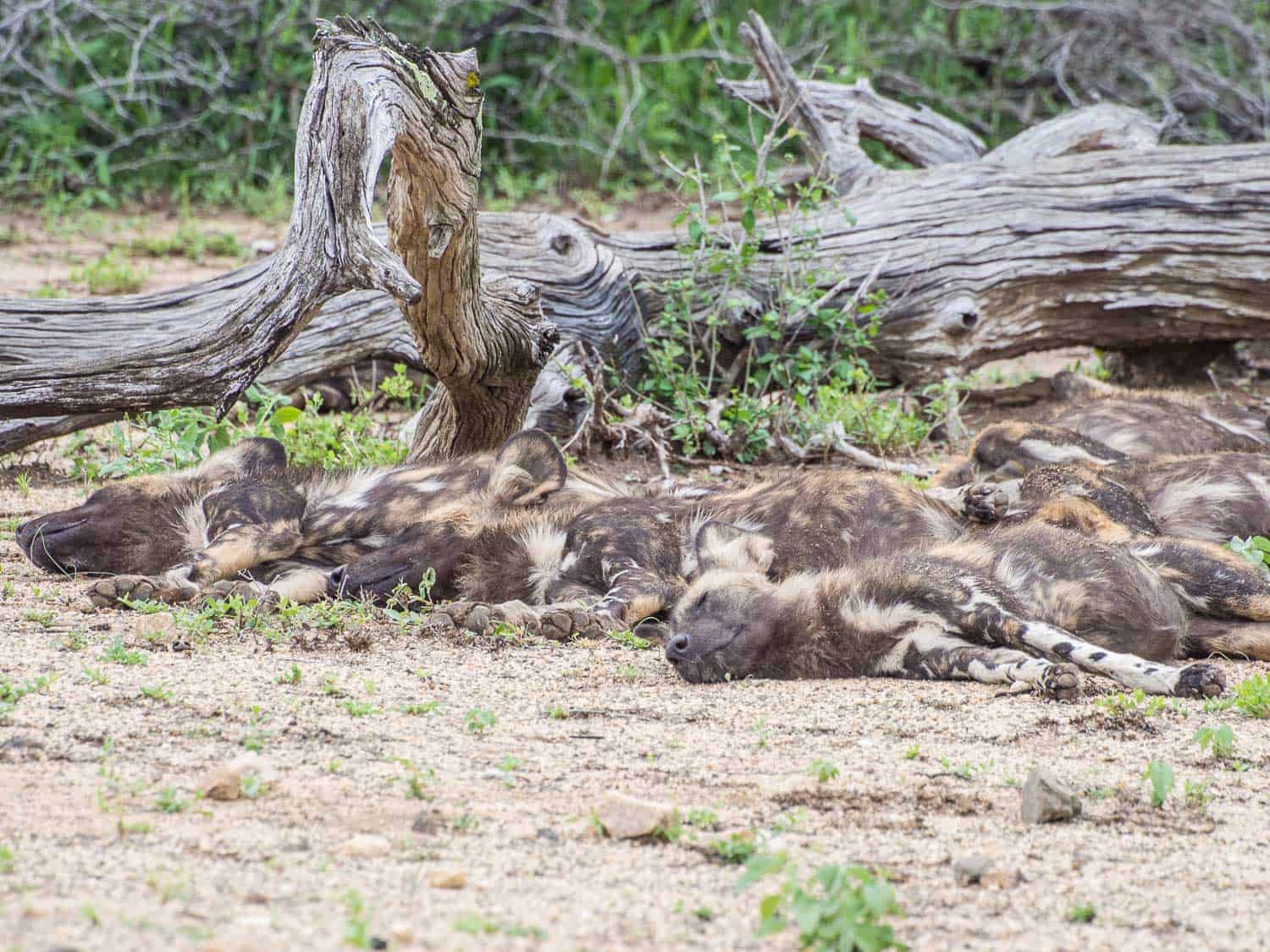 Wild dogs sleeping by the road on a Kruger road trip