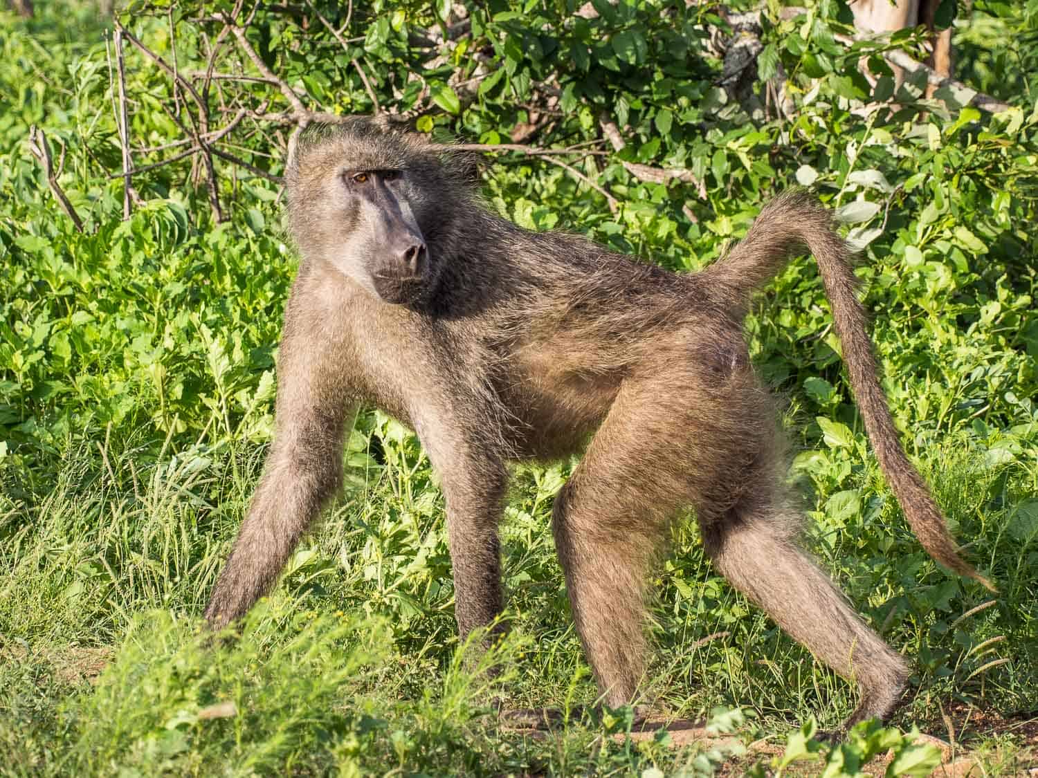 Baboon in Kruger