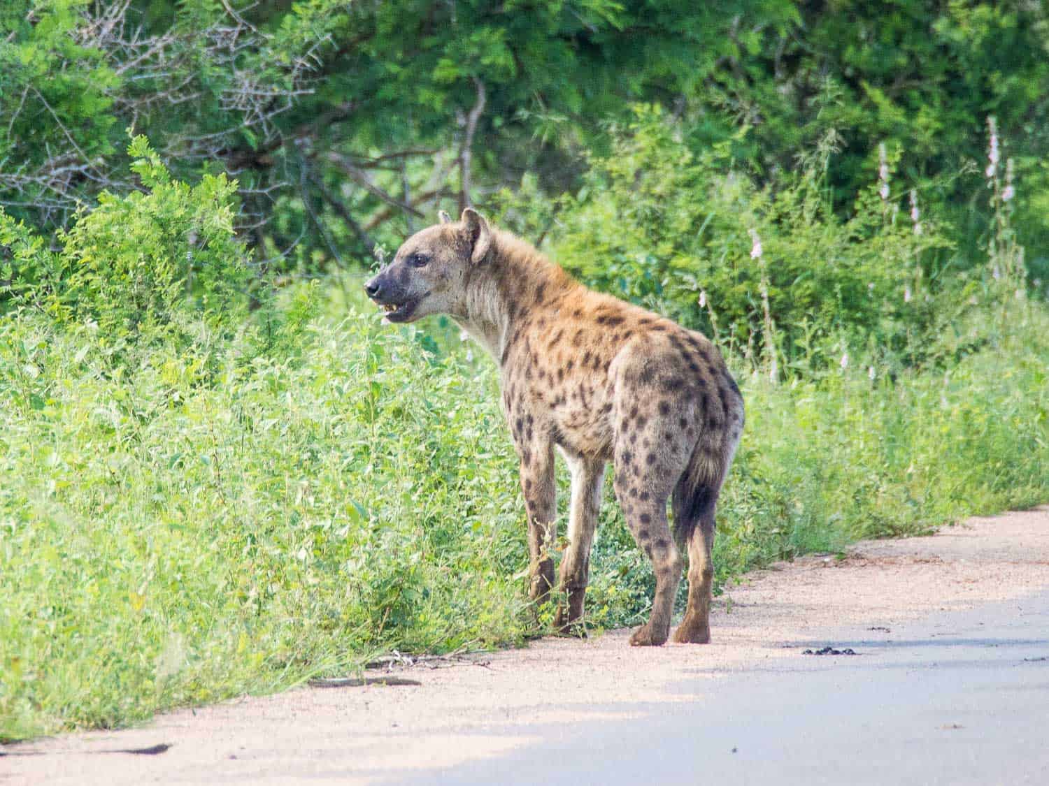 Spotted hyena in Kruger National Park