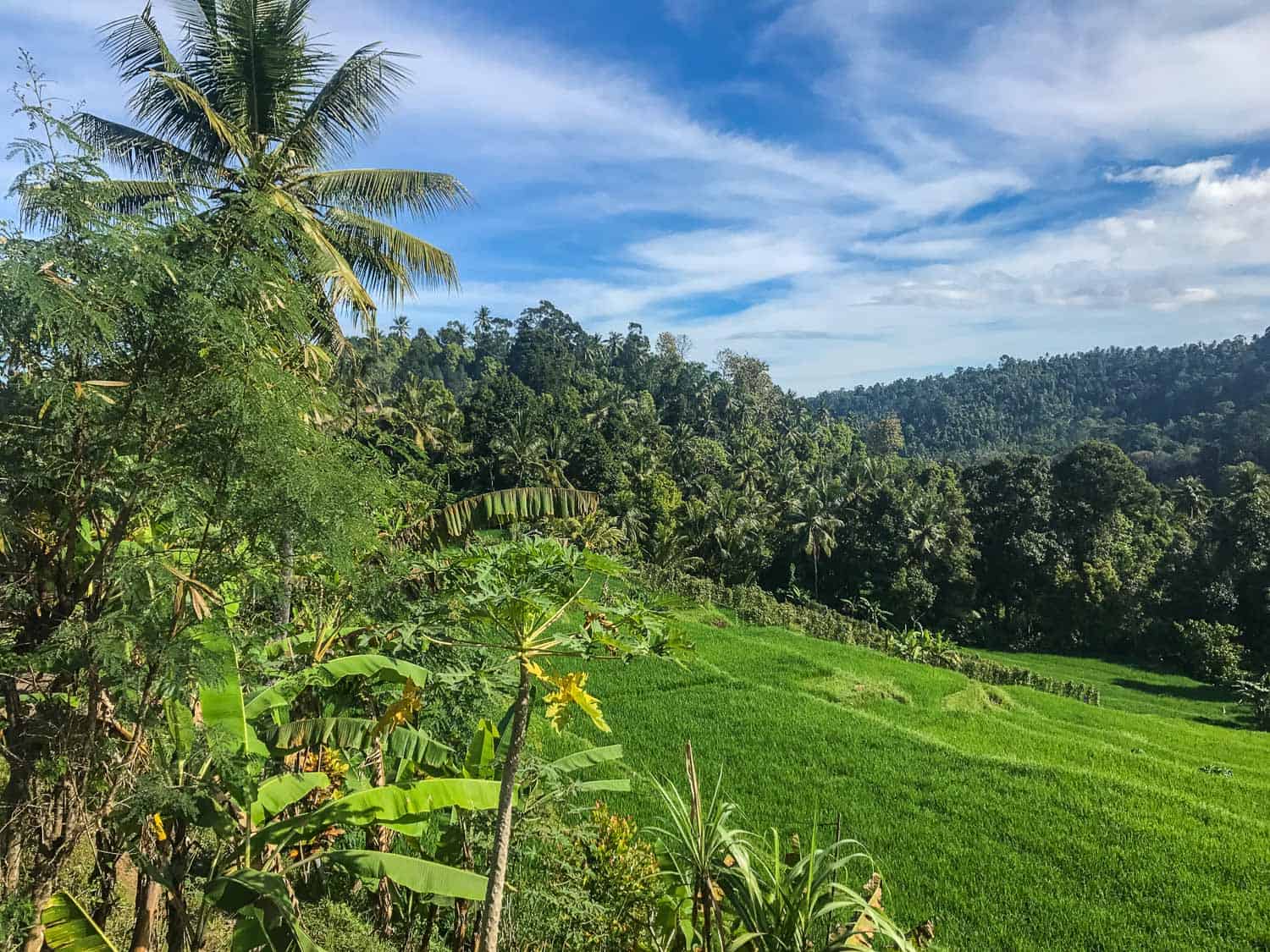 Rice terraces near Munduk on our Bali road trip by motorbike