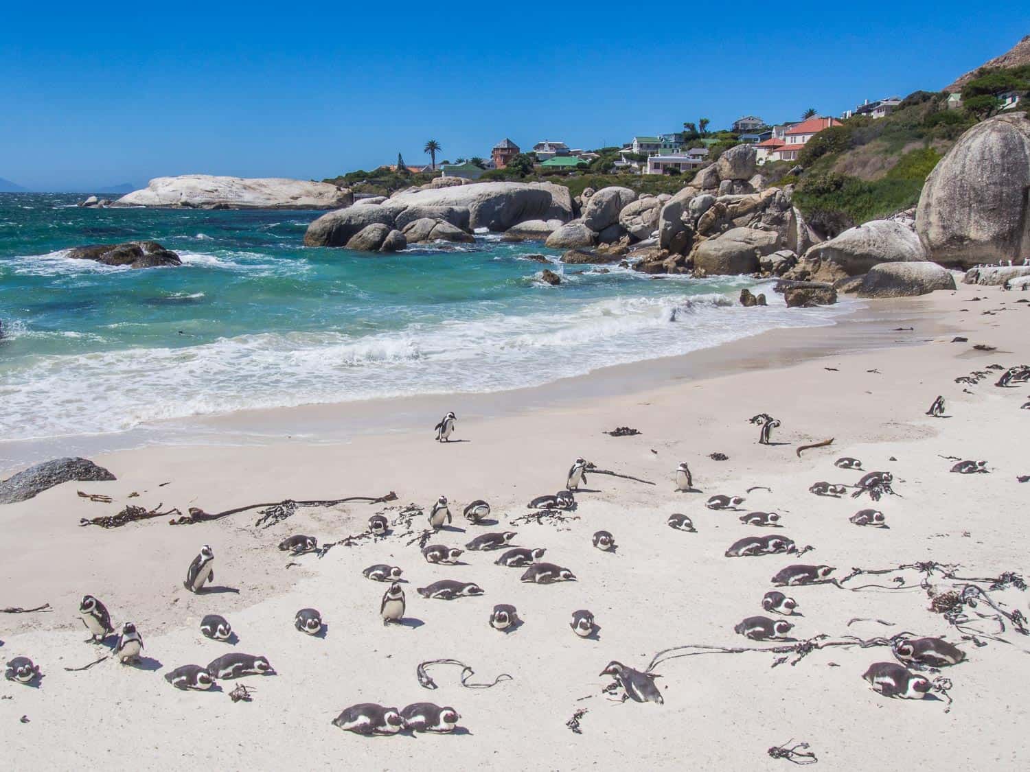 Penguins on Foxy Beach on the Cape Peninsula, South Africa