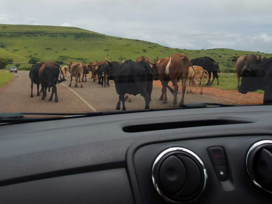 Planning a road trip in South Africa - cows on the road are a potential hazard.