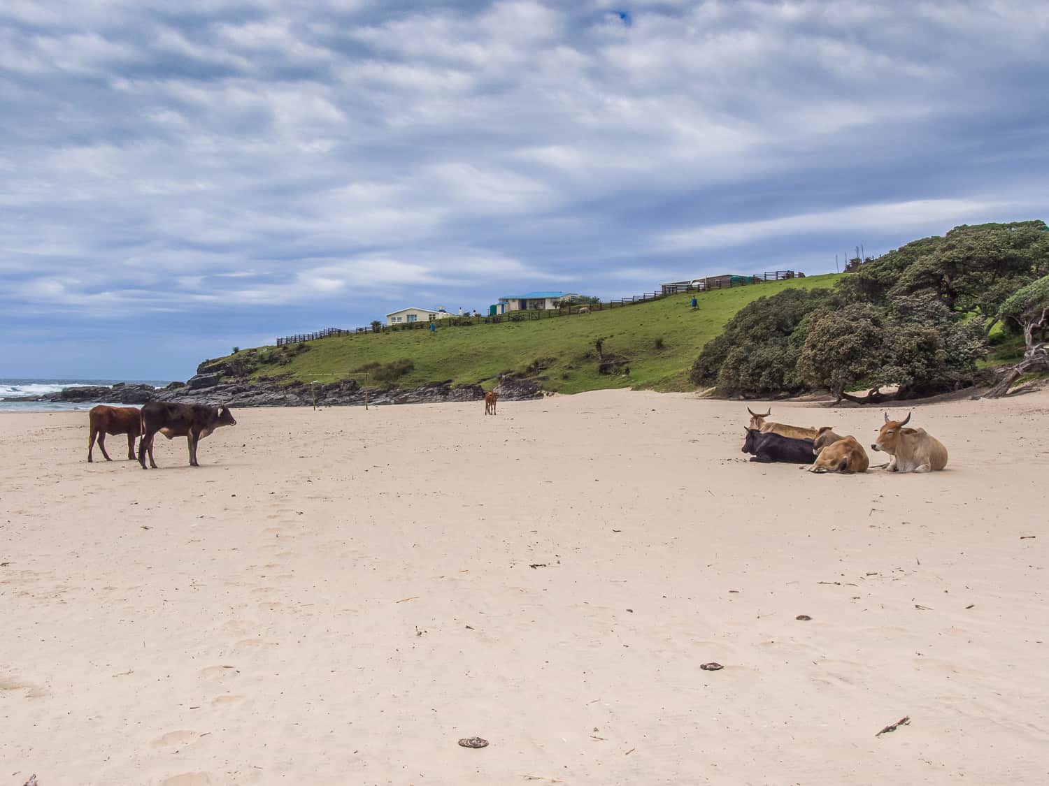 Cows on Hole in the Wall beach