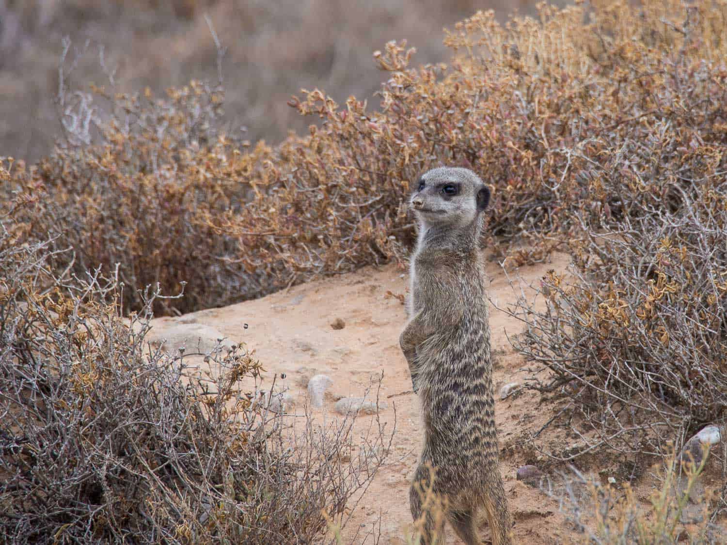 meerkat safari oudtshoorn