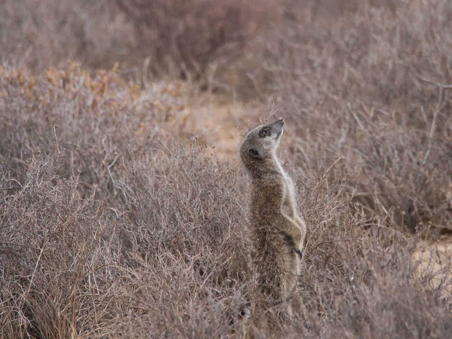 Meerkat Adventures tour - one of the best things to do in Oudtshoorn, South Africa