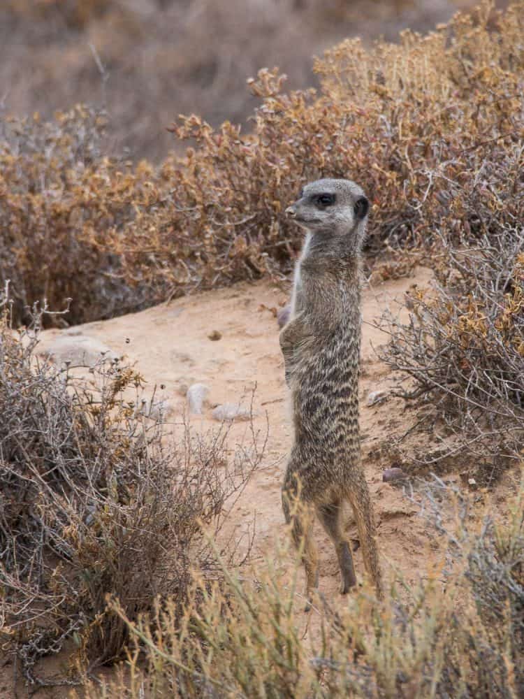 Meerkat safari in Oudtshoorn, South Africa