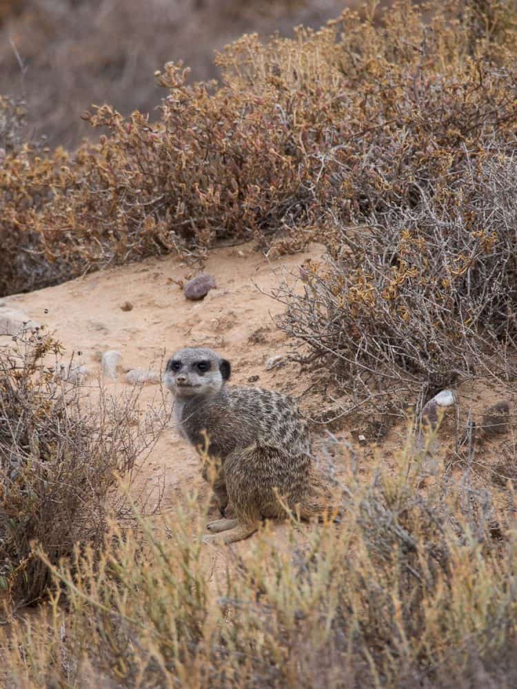 Meerkat Adventures tour - one of the best things to do in Oudtshoorn, South Africa