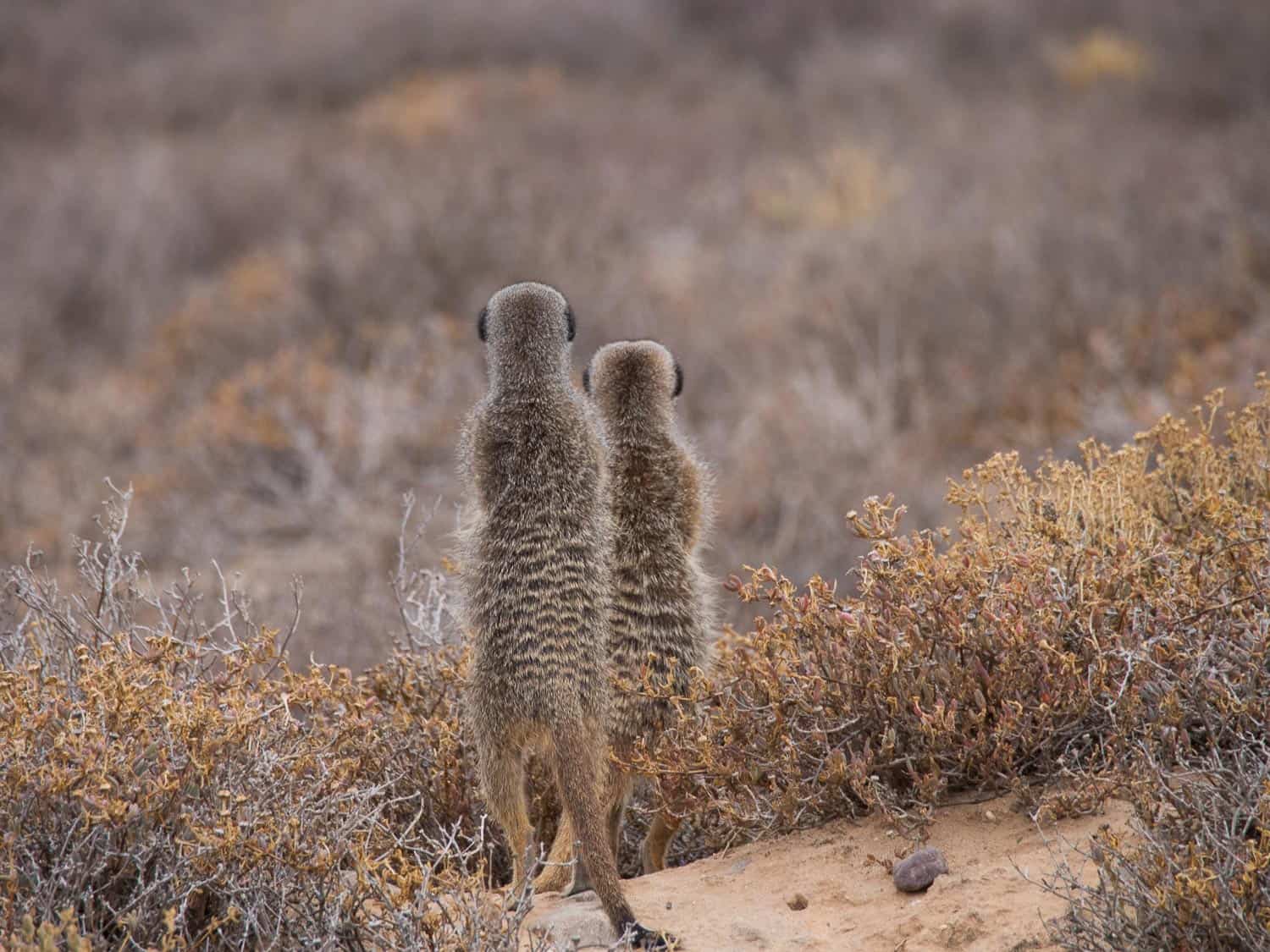 Meerkat Adventures tour - one of the best things to do in Oudtshoorn, South Africa