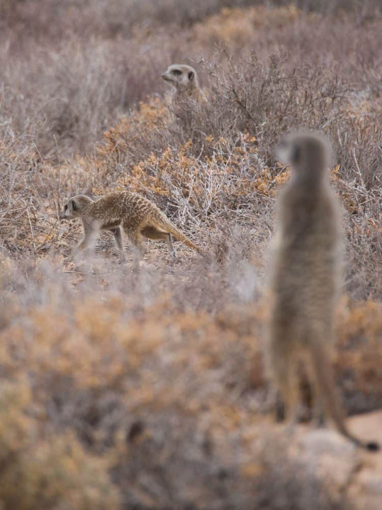 Meerkat Adventures tour - one of the best things to do in Oudtshoorn, South Africa