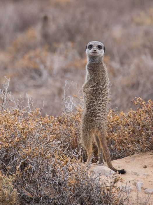 Meerkat Adventures tour - one of the best things to do in Oudtshoorn, South Africa