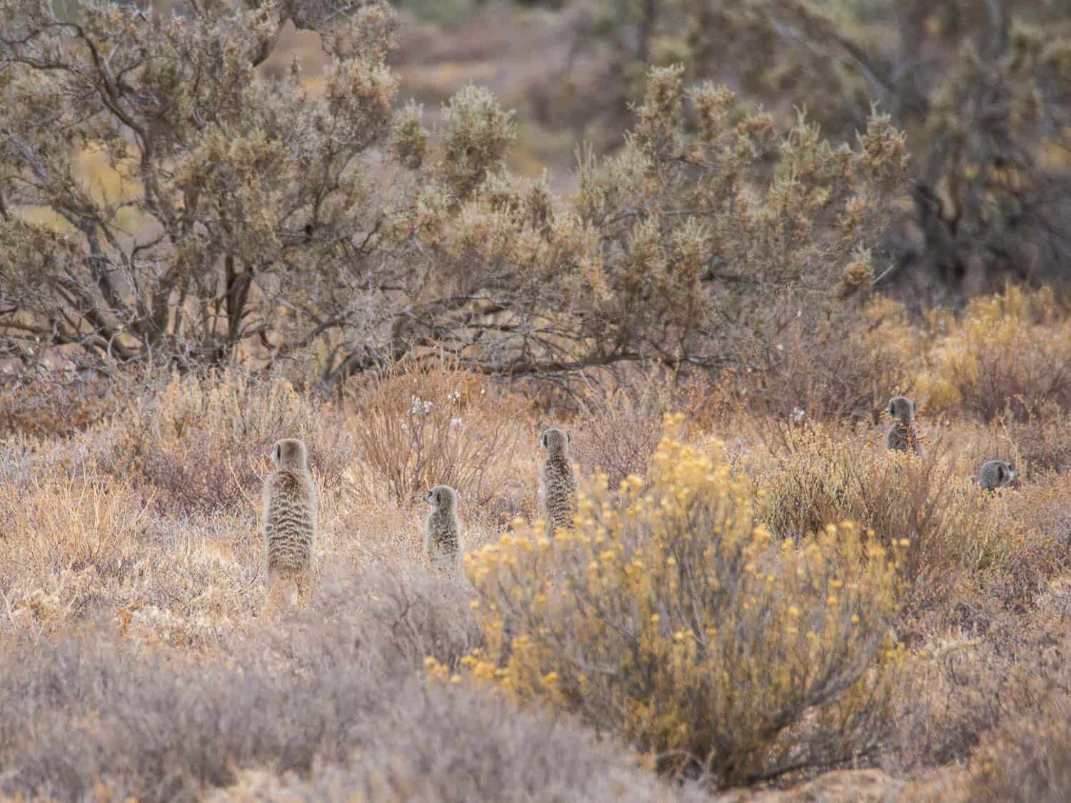 Meerkat Adventures tour - one of the best things to do in Oudtshoorn, South Africa