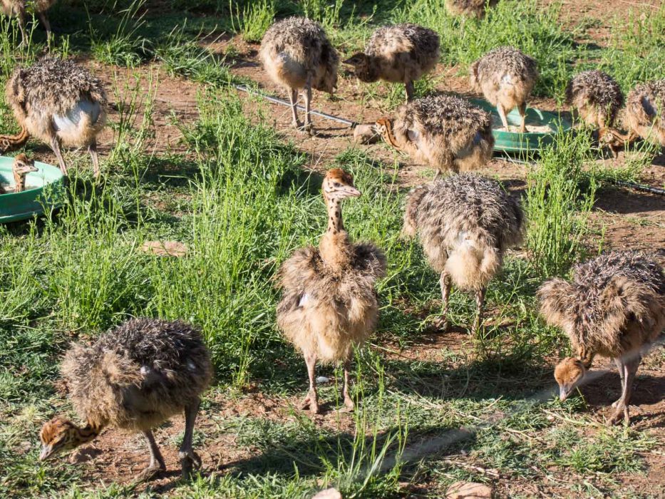 Baby ostriches at De Oulde Meul Country Lodge, Oudtshoorn
