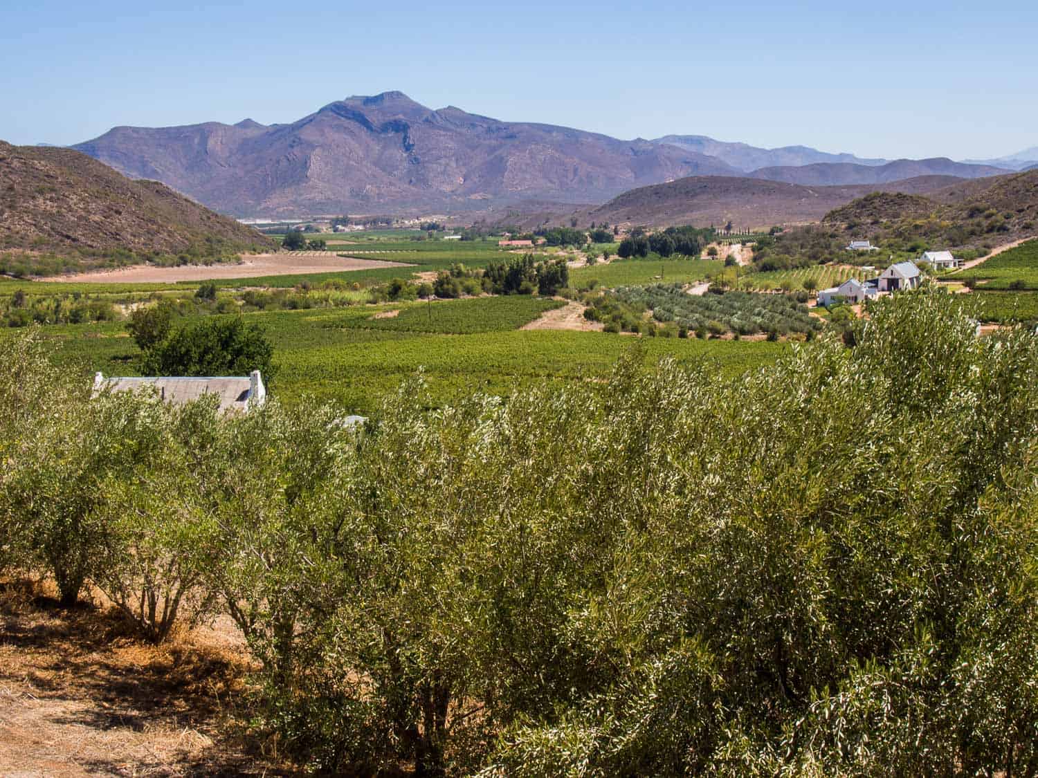 The view from our terrace at Orange Grove Farm in Robertson