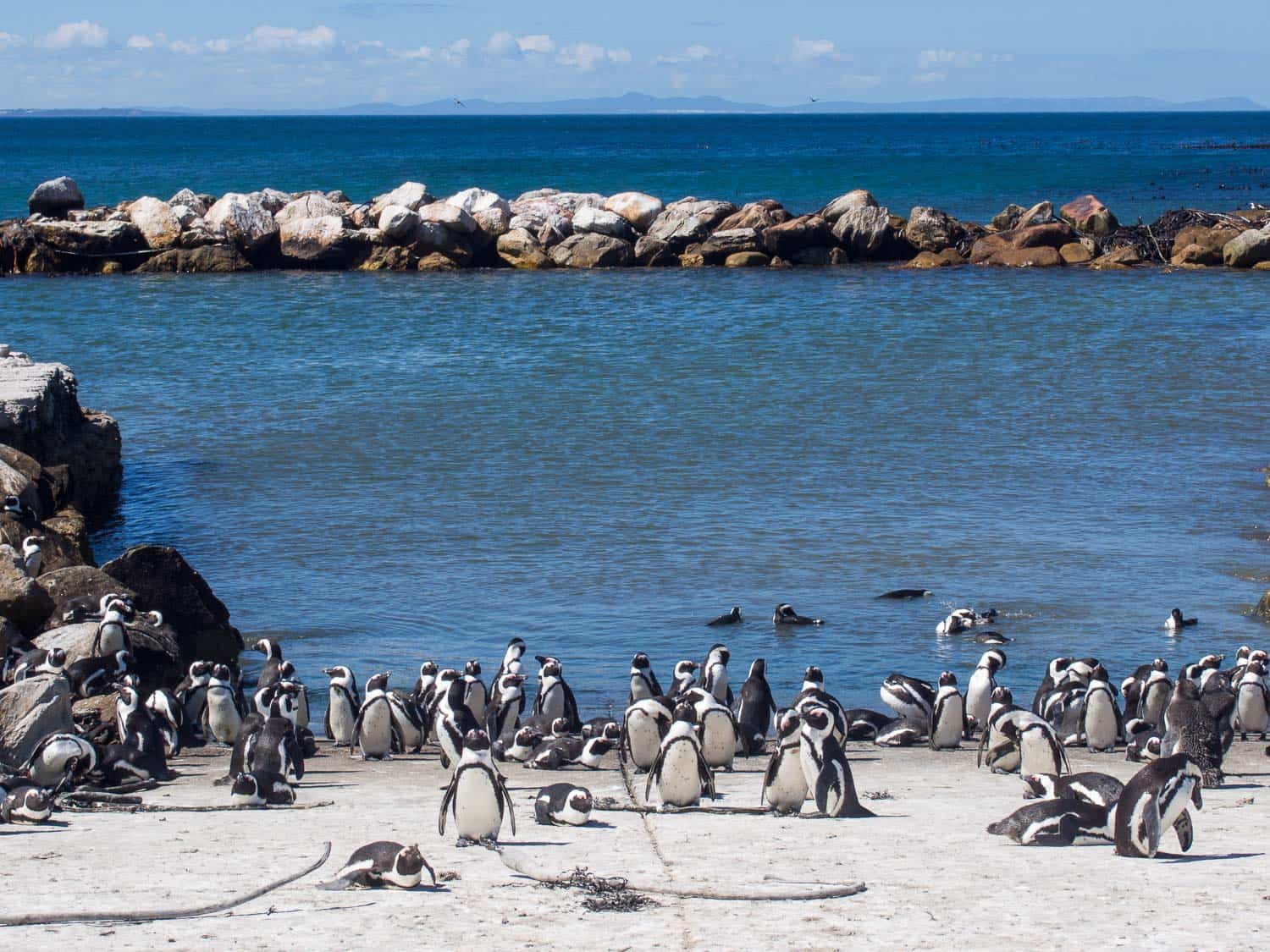 Penguins at Stony Point near Betty's Bay