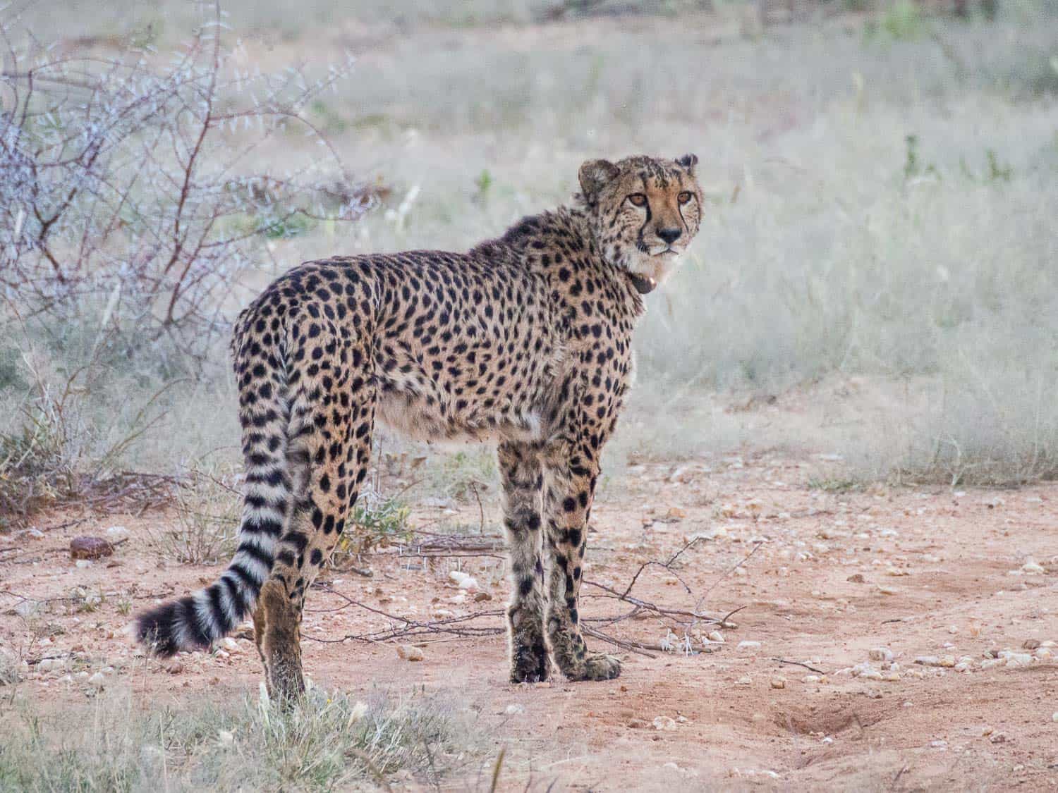 A cheetah at Okonjima Nature Reserve, Namibia