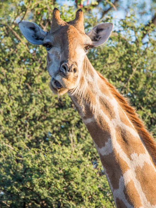Giraffes in Etosha on a Namibia self drive safari