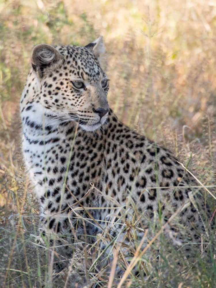 A young leopard at Ononjima Nature Reserve on safari in Namibia