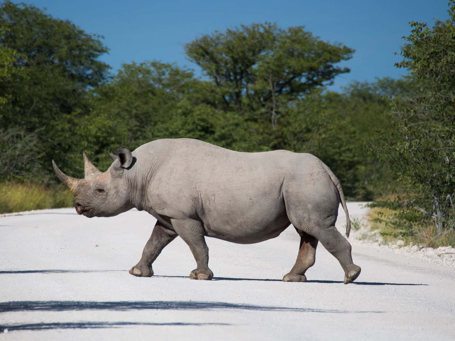 Black rhino in road on a Namibia self drive safari in Etosha