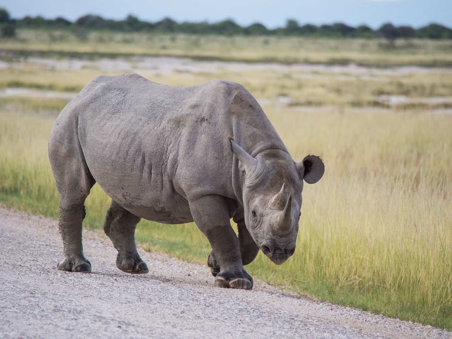 Black rhino in Etosha on a Namibia safari