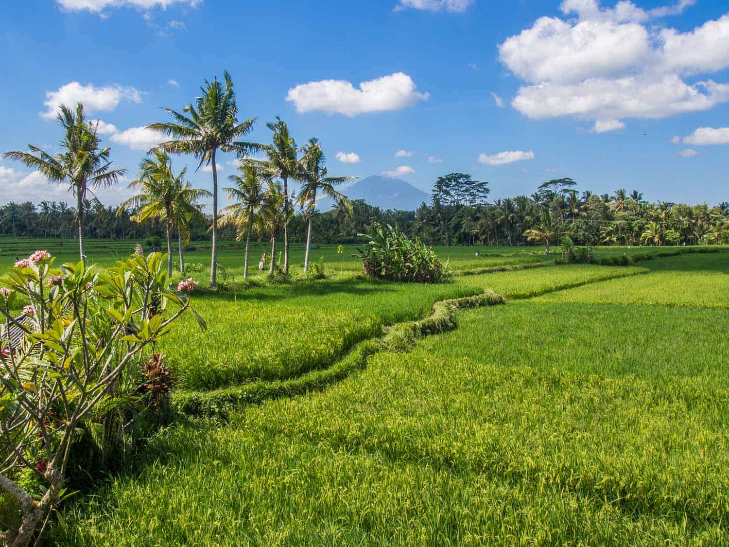 How to get a Bali visa extension - view of the Ubud rice fields.
