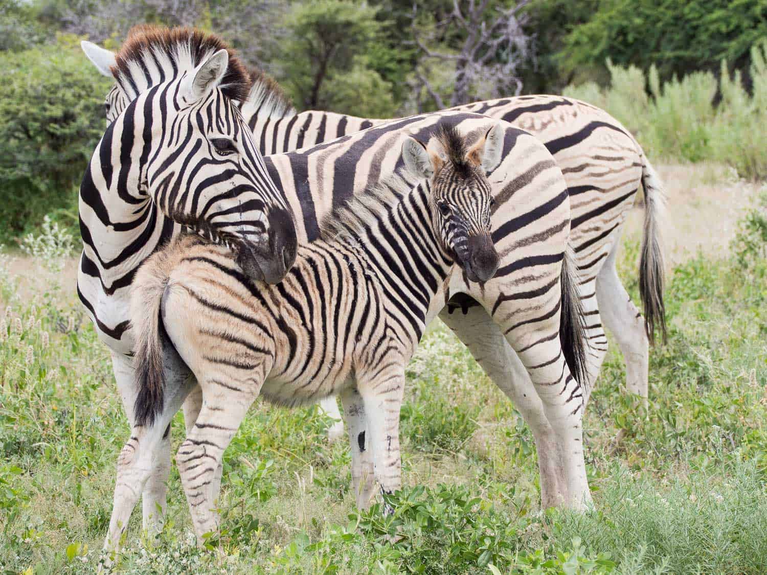 Zebras on a self-drive safari in Etosha, Namibia