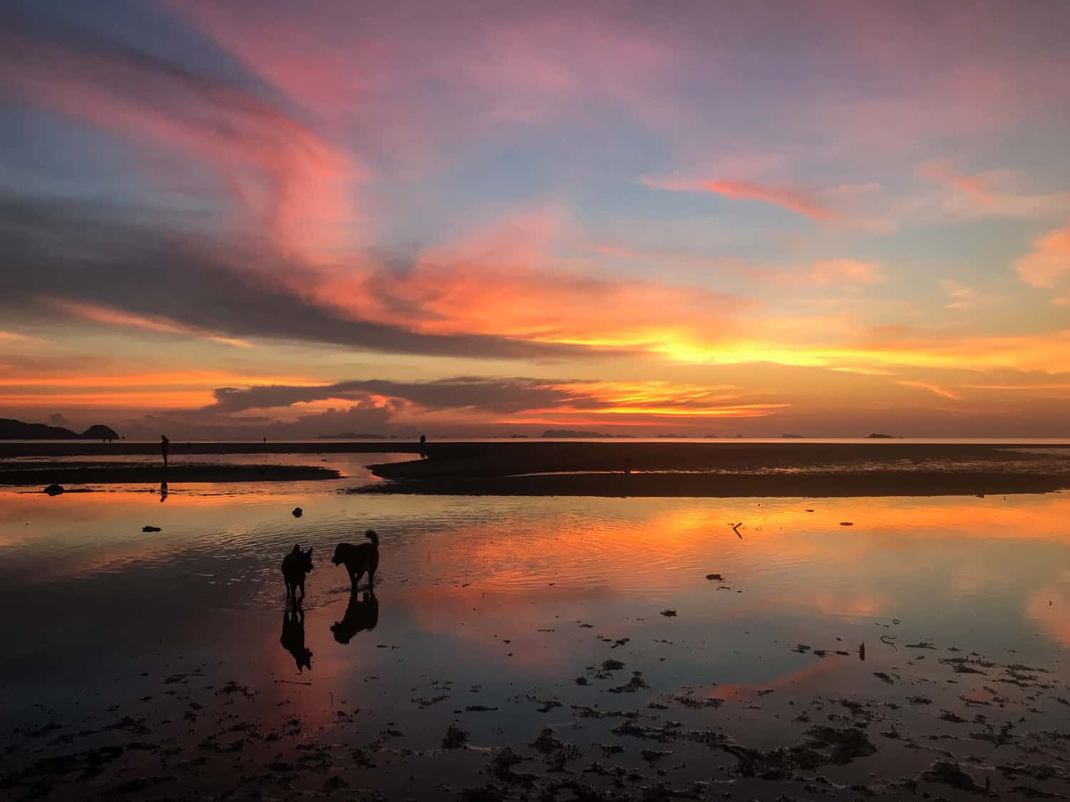 Dogs on Hin Kong beach at sunset on Koh Phangan