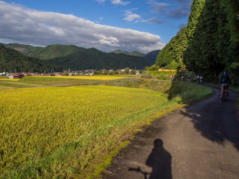 Cycling past golden rice fields with Satoyama Experience in Hida Furukawa