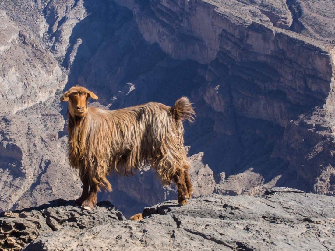 Goat at Jebel Shams, Oman