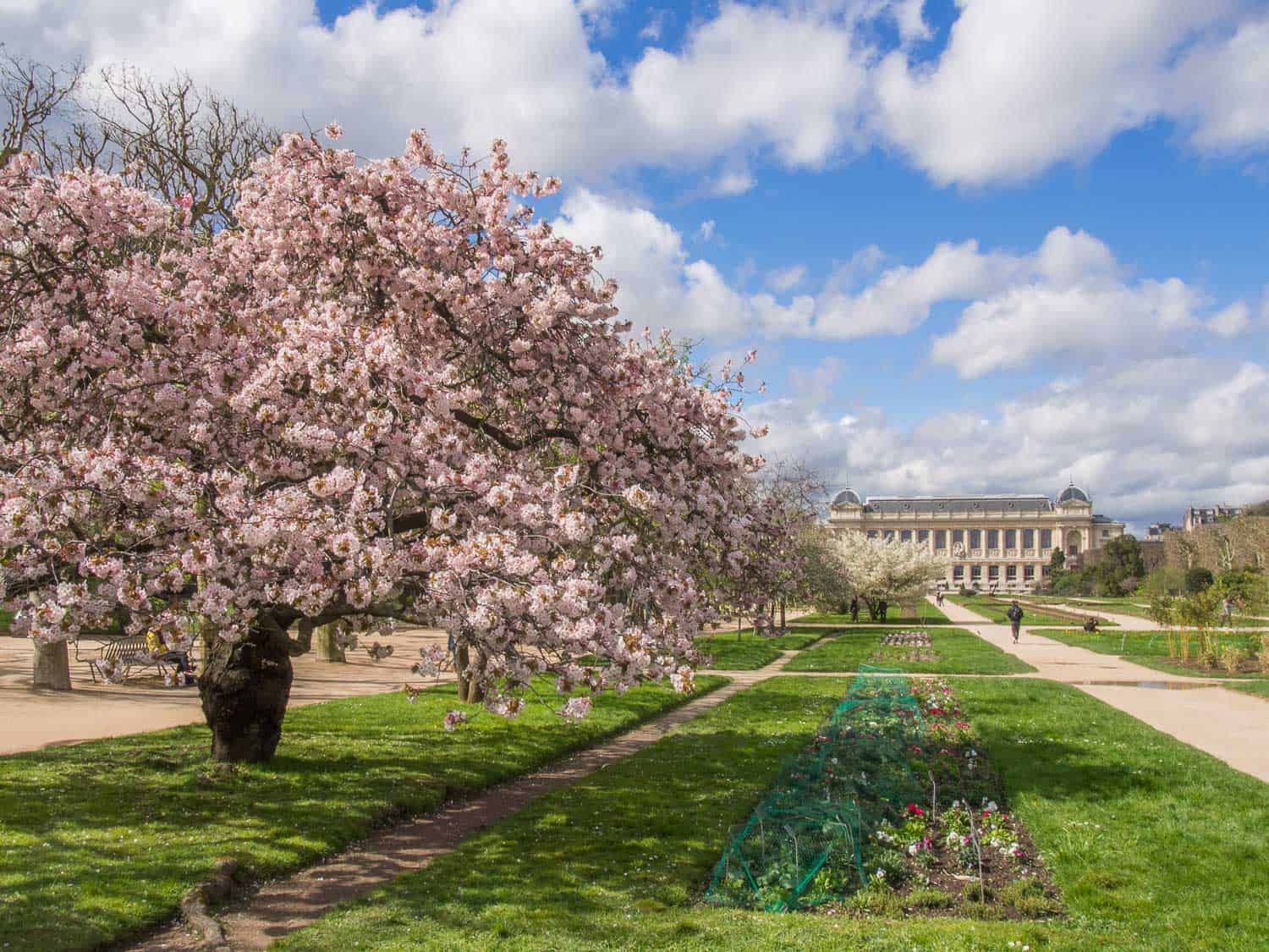 Cherry blossoms in Jardin des Plantes, a stop on our one day in Paris itinerary