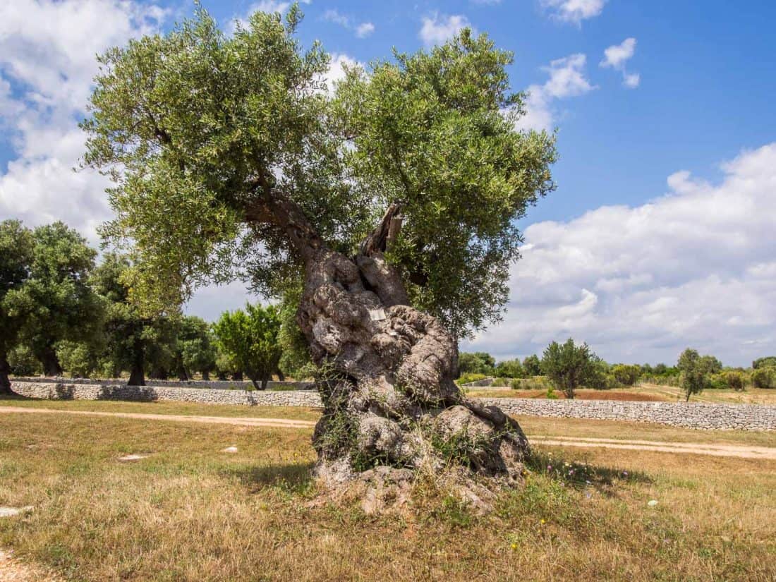 One of the ancient olive trees at Masseria Il Frantoio, Ostuni, Puglia, Italy