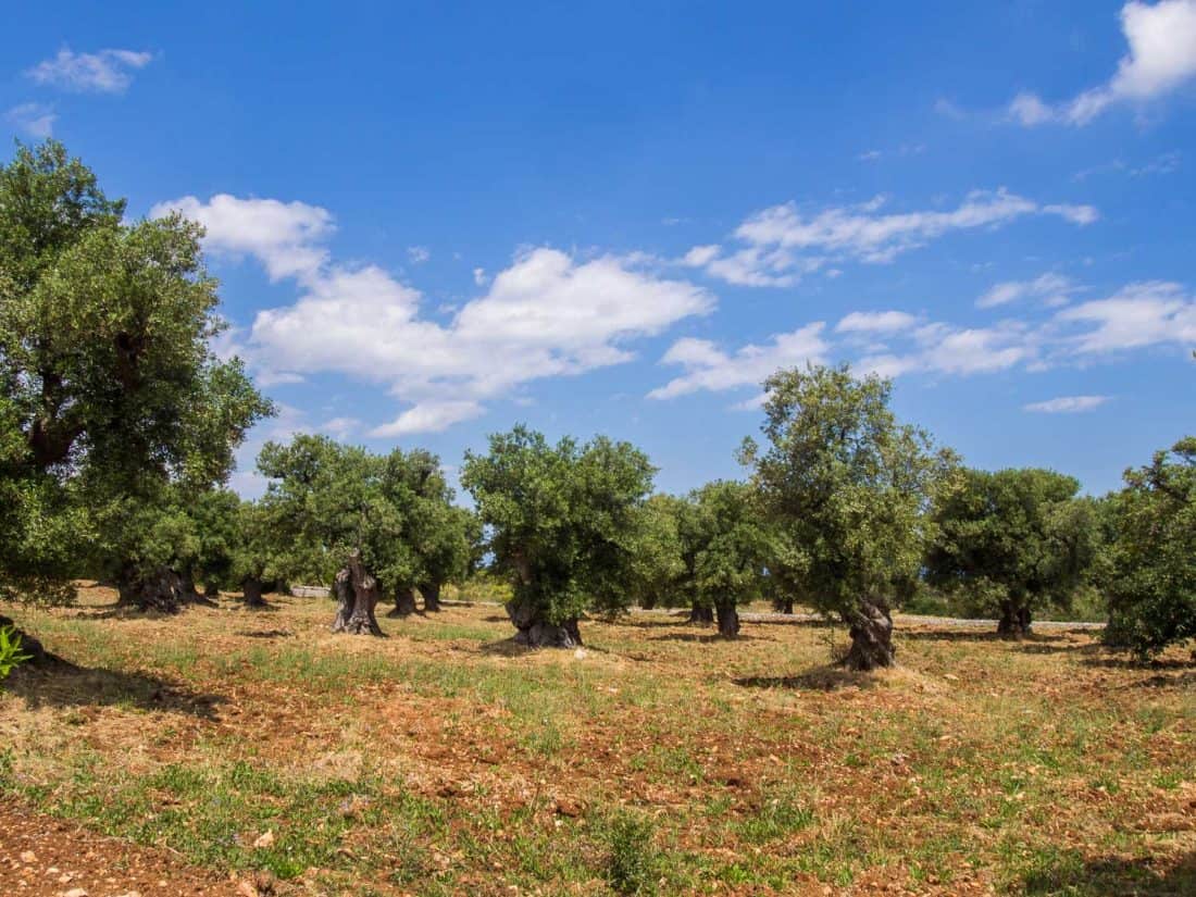 Olive trees on Masseria Il Frantoio grounds in Ostuni, Puglia