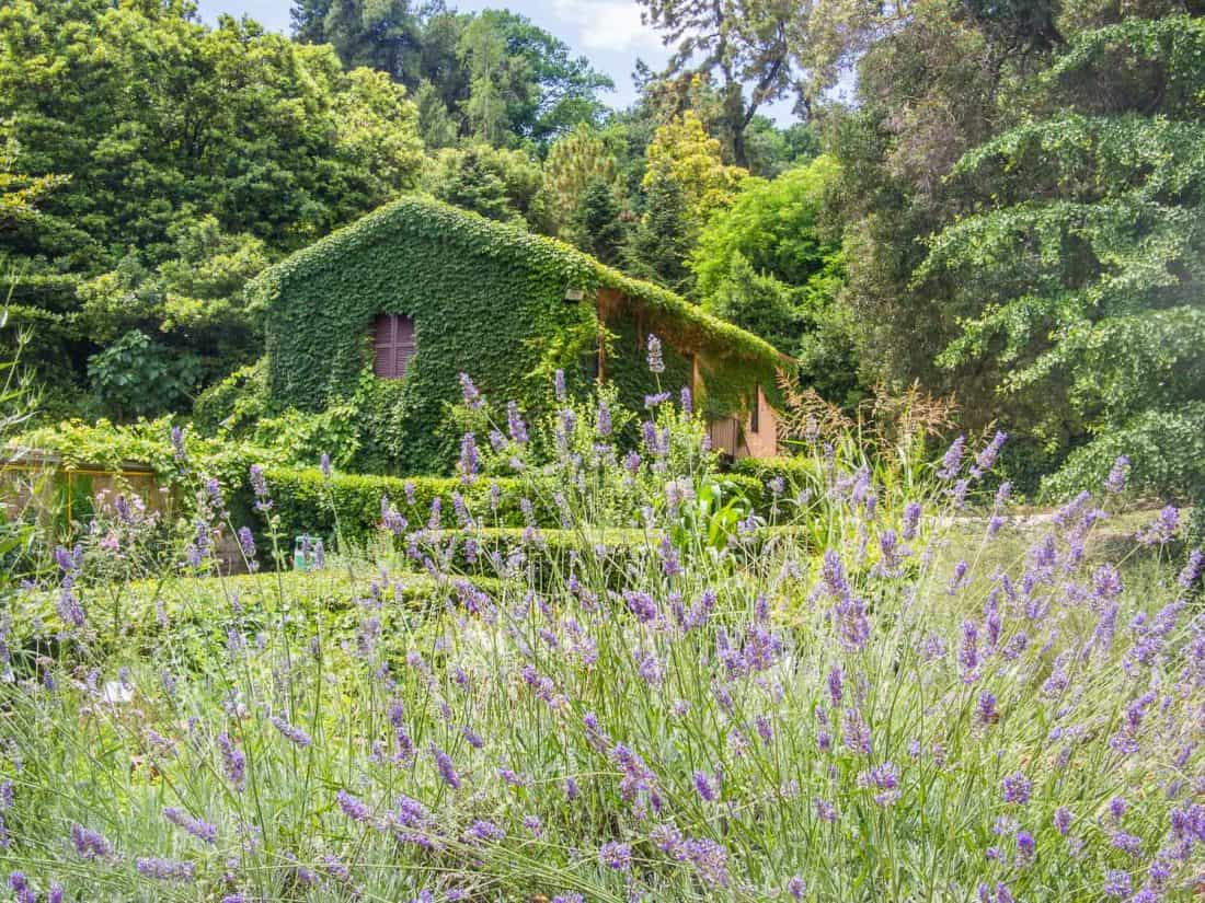 Vine covered hut in the Medicinal garden at Orto Botanico in Trastevere, Rome, Italy