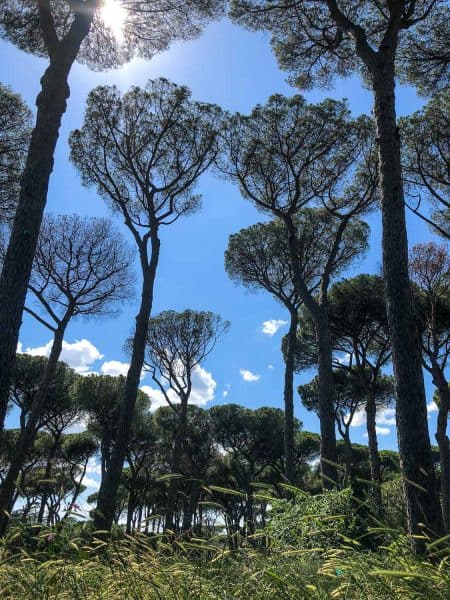 Tall trees at Villa Doria Pamphili in Rome, Italy