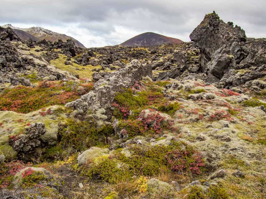 Berserkjahraun lava fields, one of the stops on our Iceland road trip