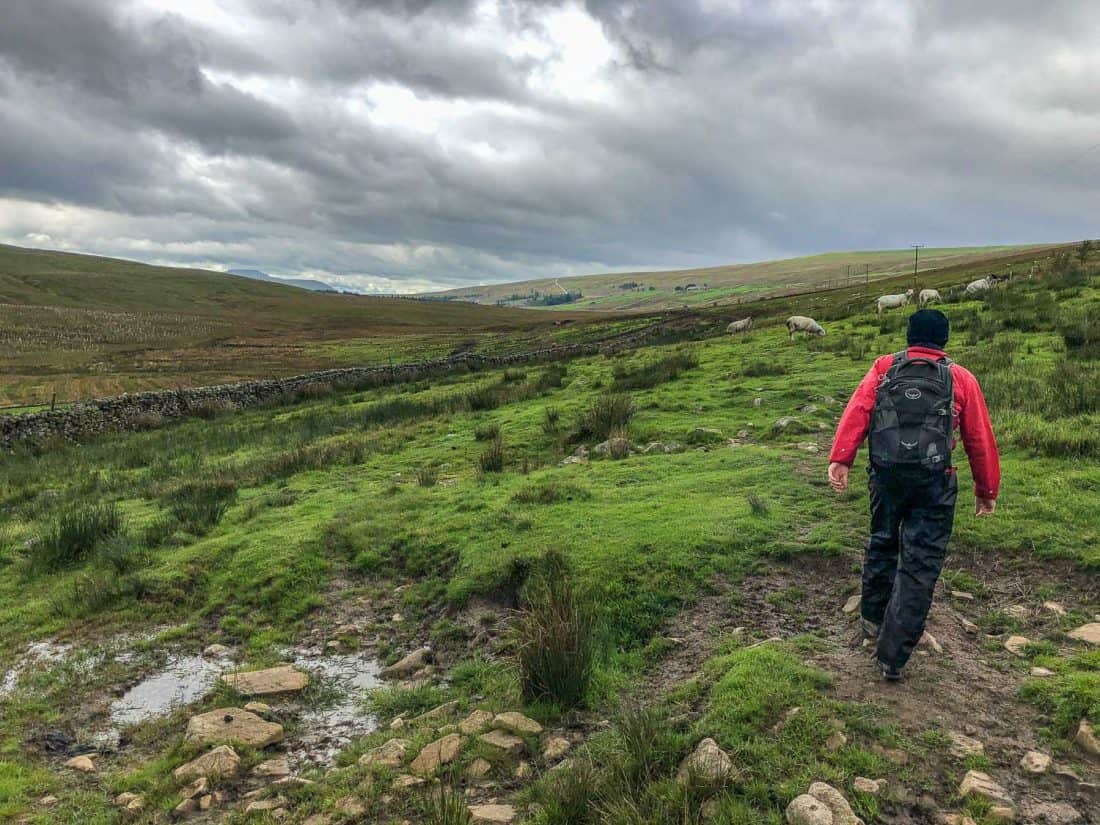 Crossing the moors on the Dales Way near Cam Houses, Yorkshire Dales, England