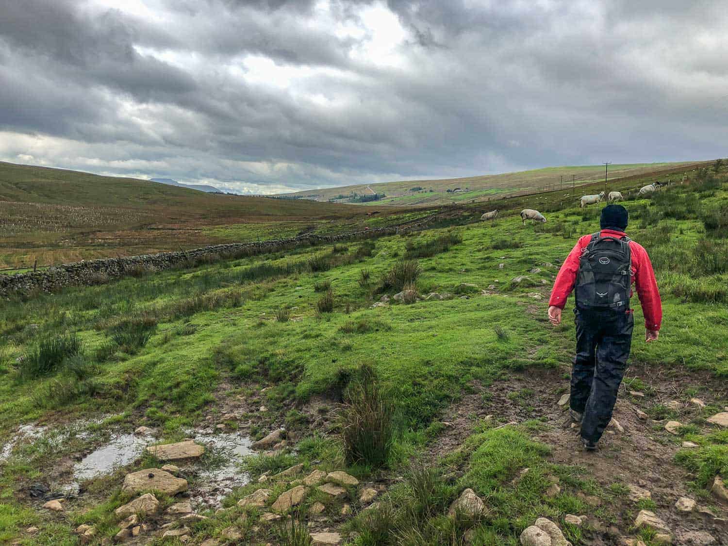 Crossing the moors on the Dales Way near Cam Houses