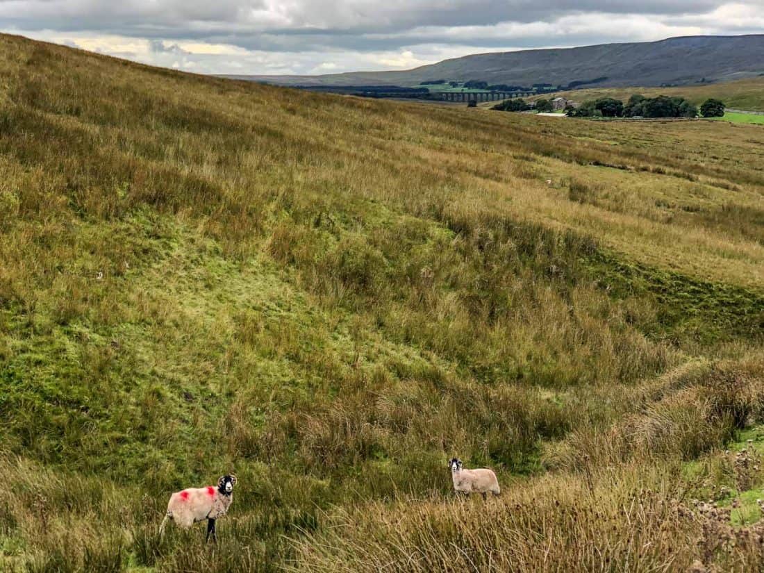 Ribblehead Viaduct in the distance from Cam High Rd on the Dales Way