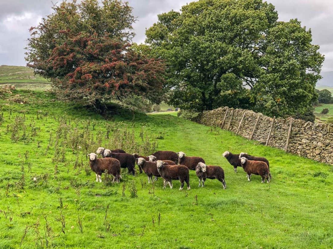 Brown sheep on the Dales Way