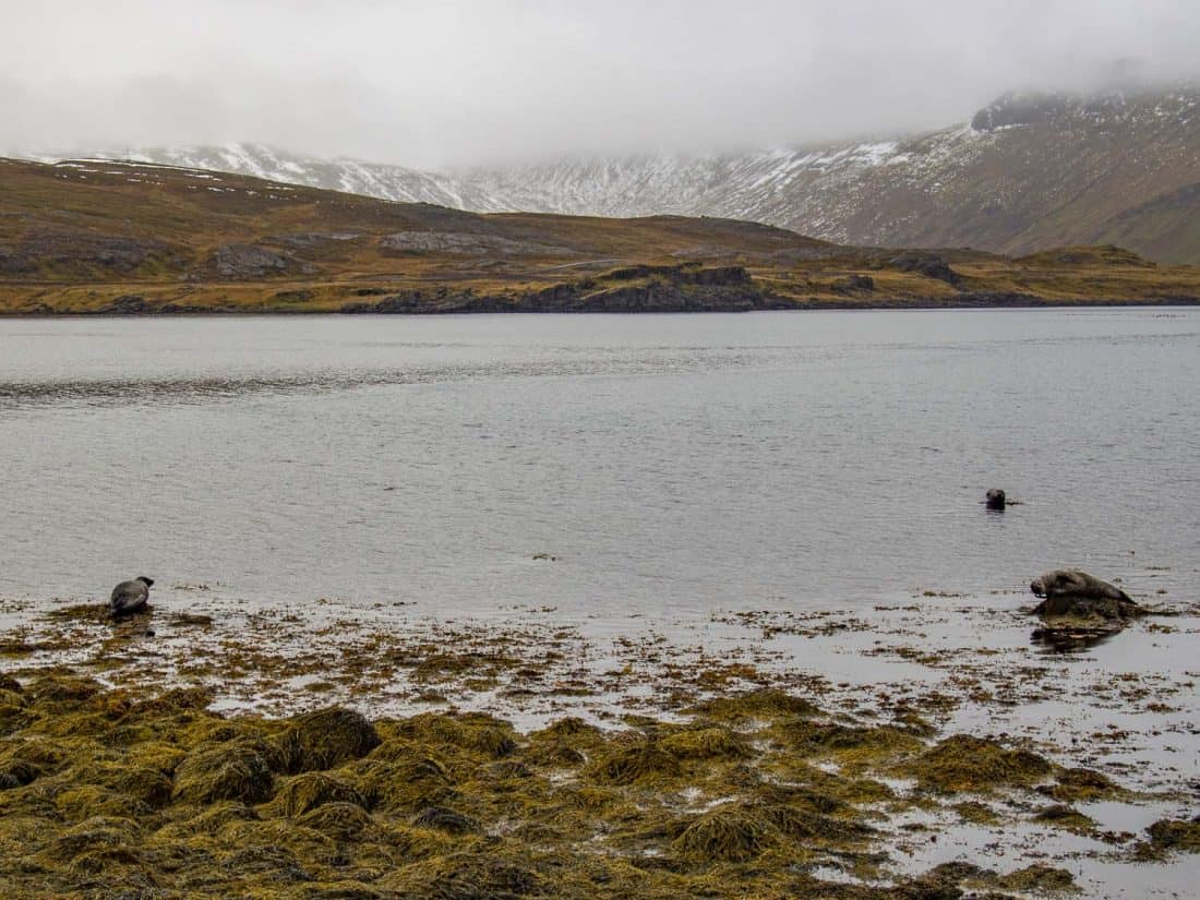 Seals on the Strandir Coast in Westfjords, Iceland