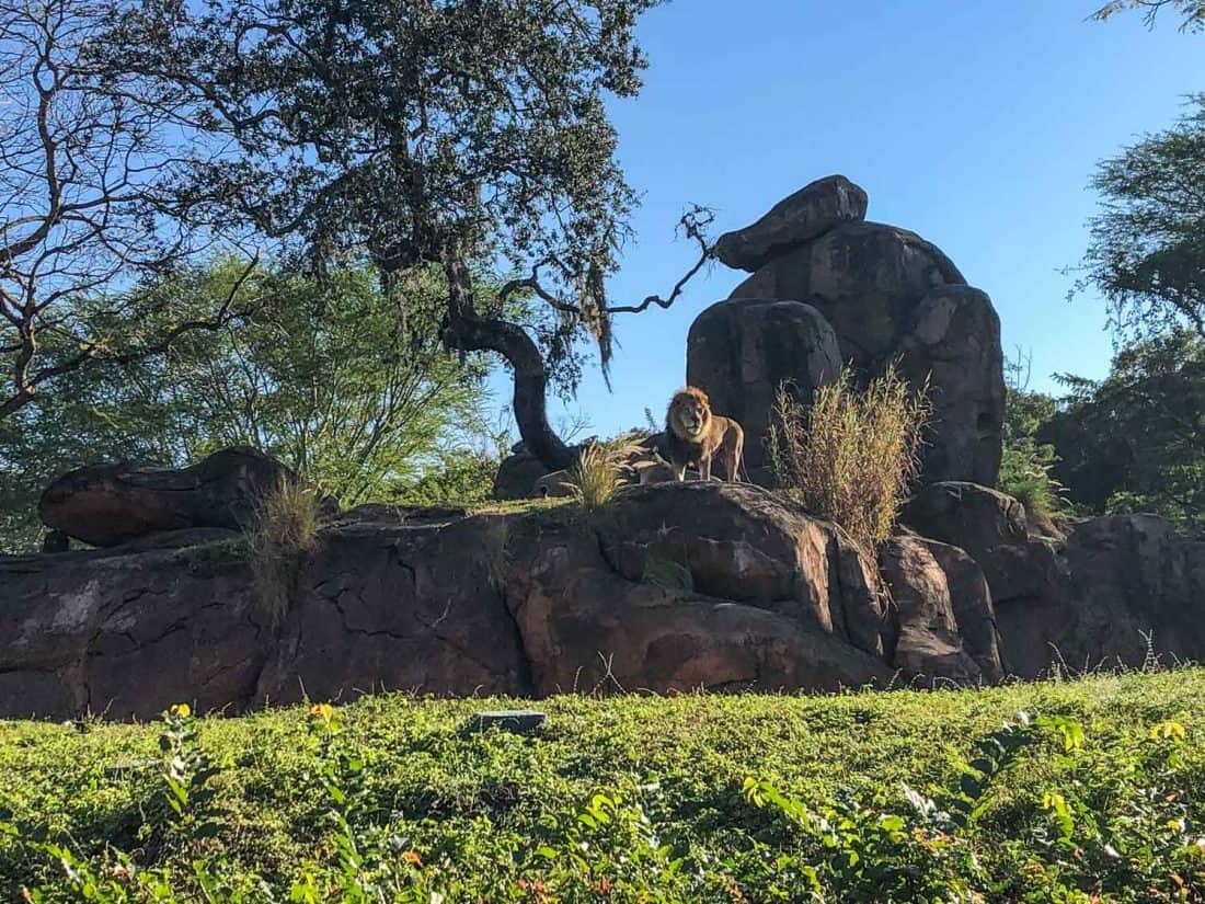 Seeing a lion on Kilimanjaro Safari, one of the best things to do at Disney World Orlando