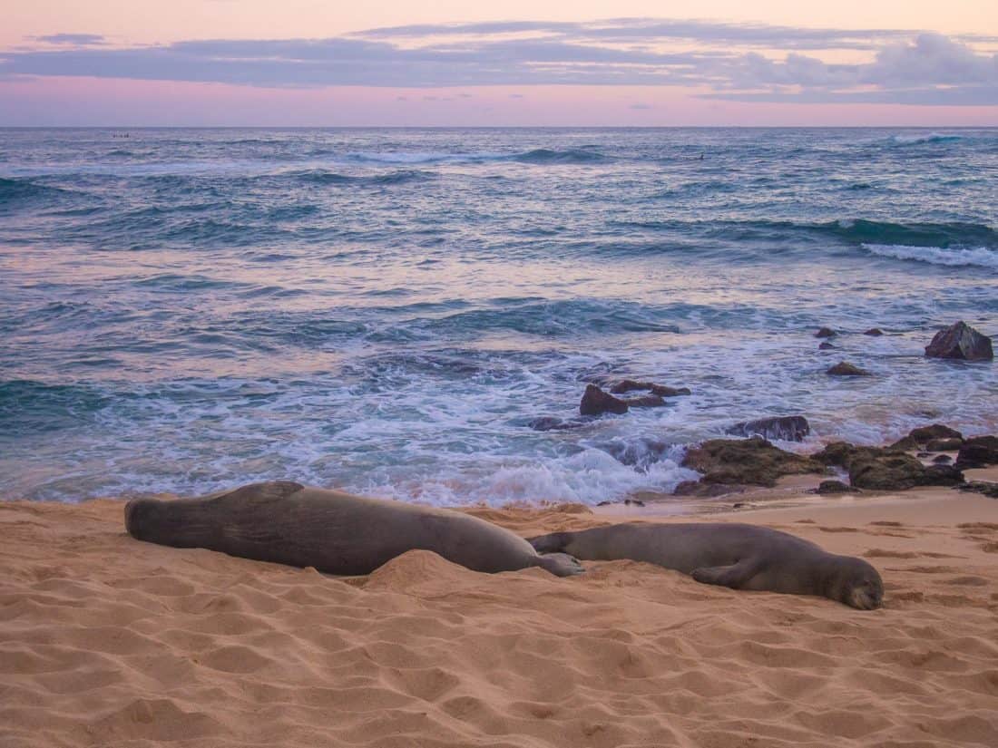 Seals on Poipu Beach in Kauai