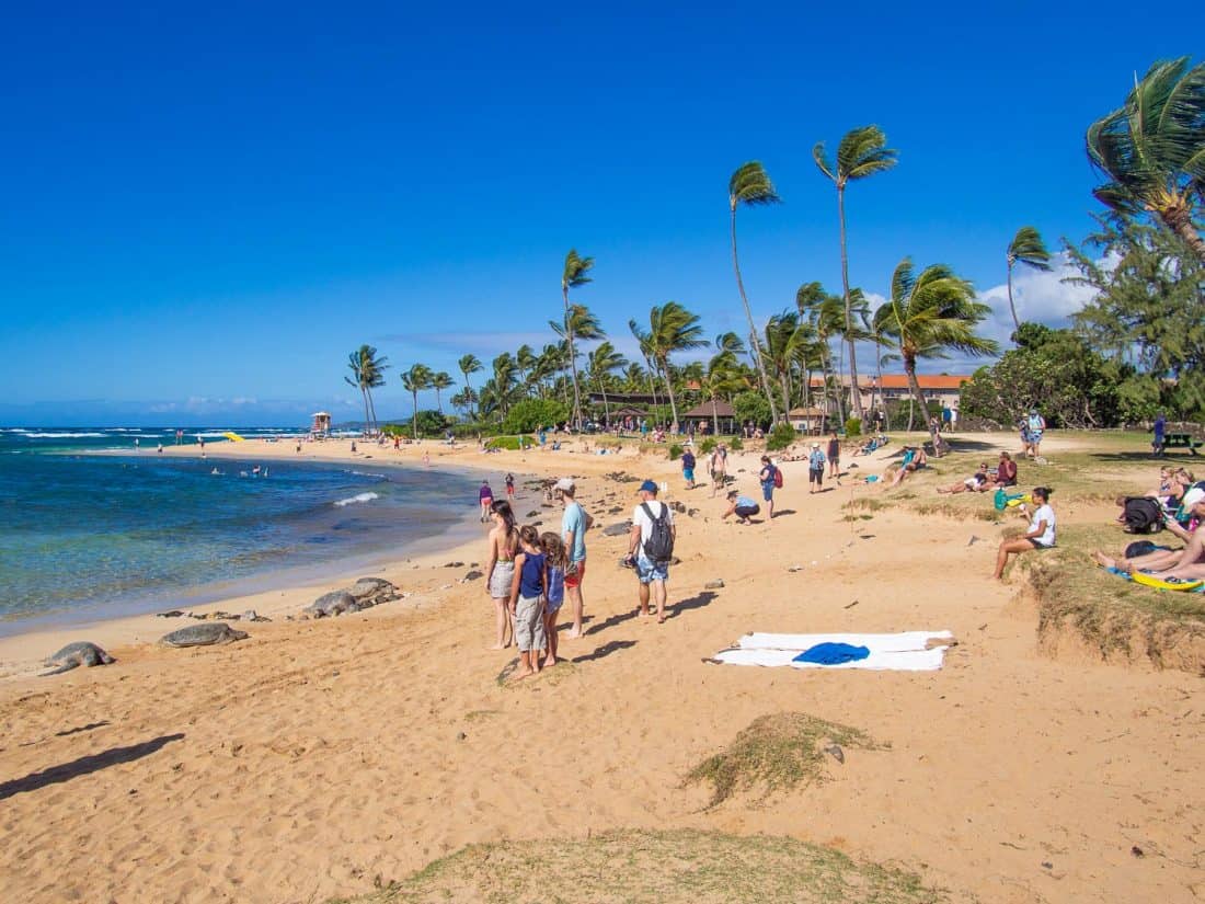 Turtles on Poipu Beach on Kauai island in Hawaii